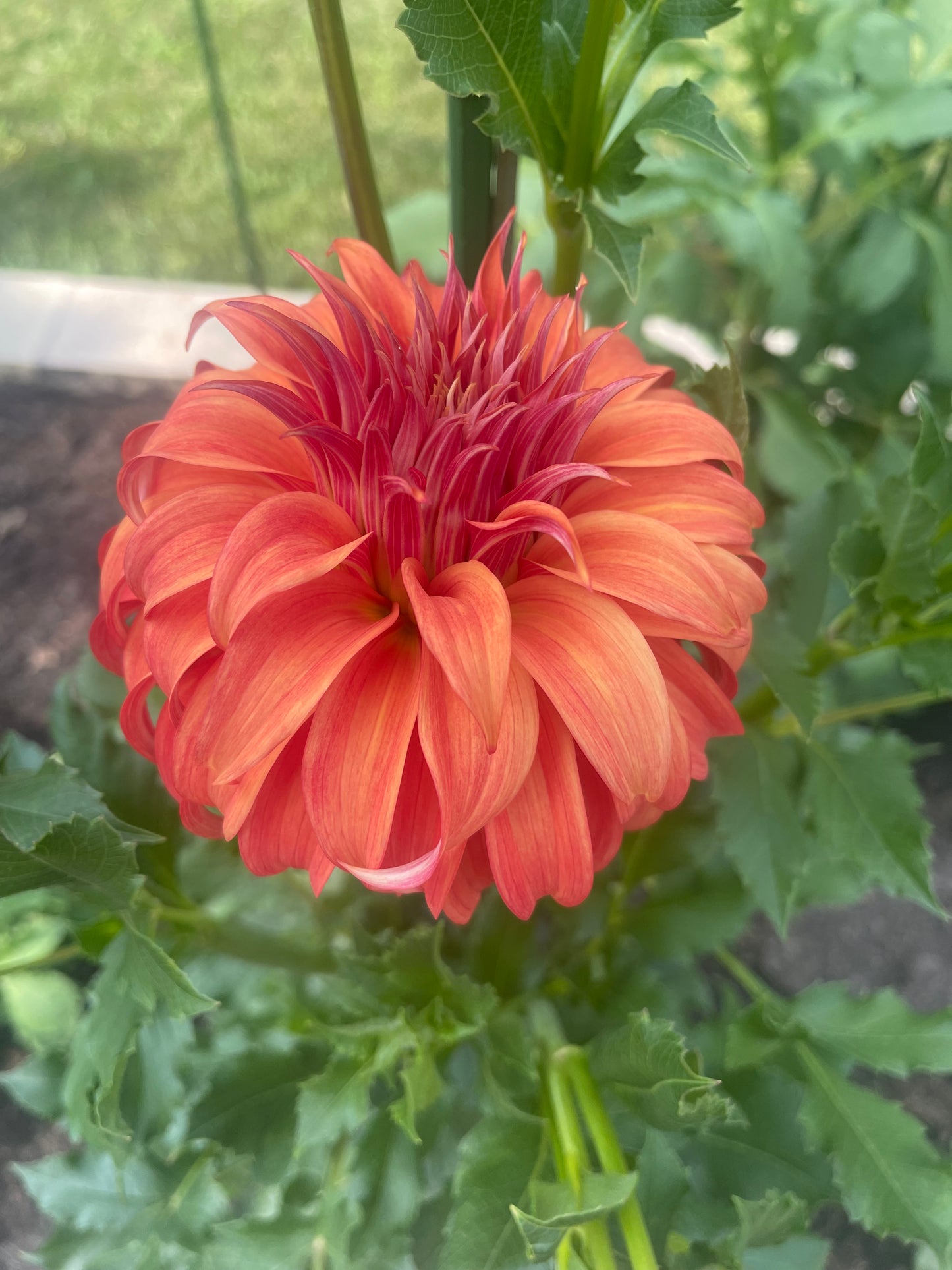 Bloomquist Jean Dahlia