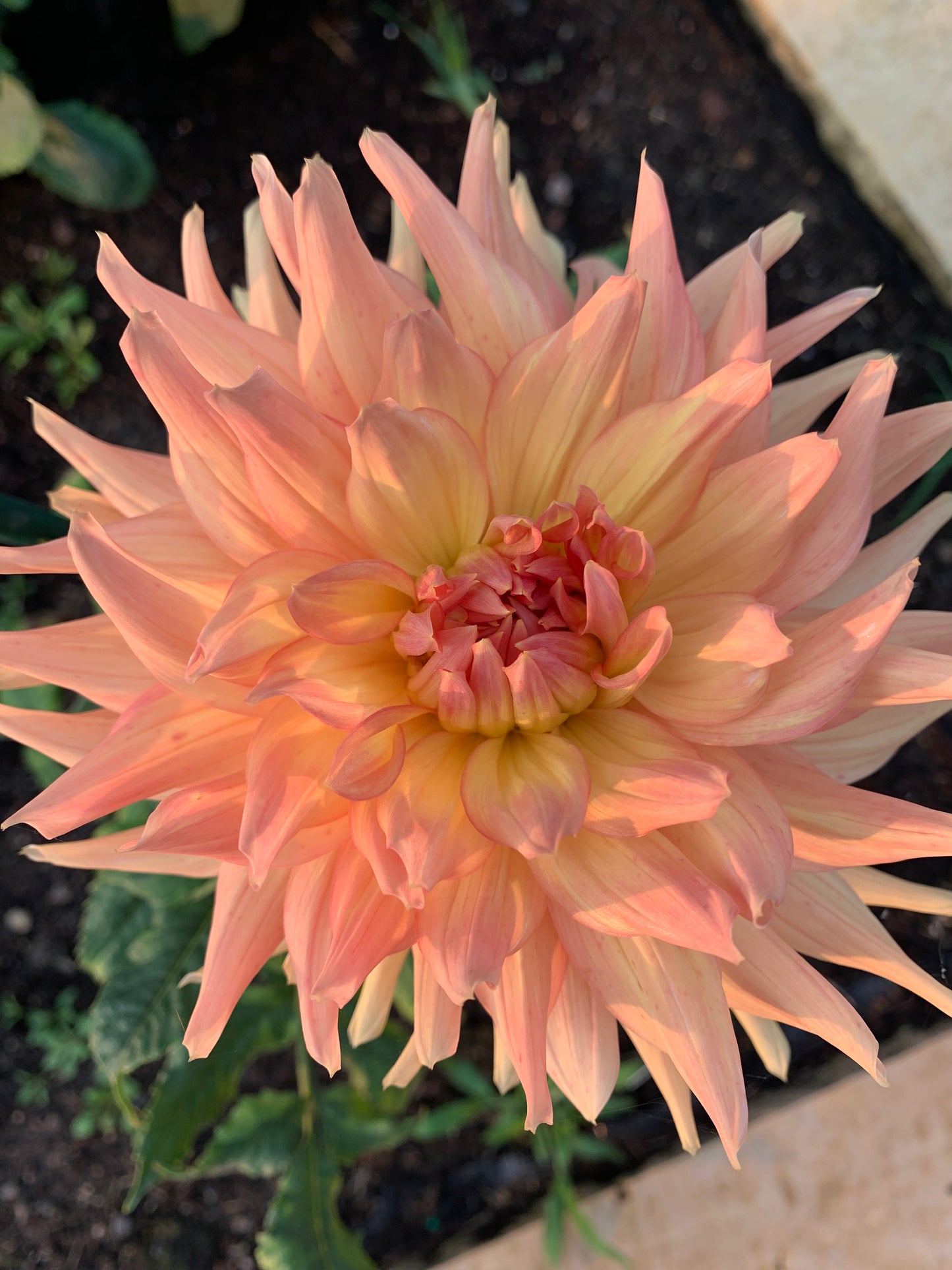 Honey Moon Dahlia