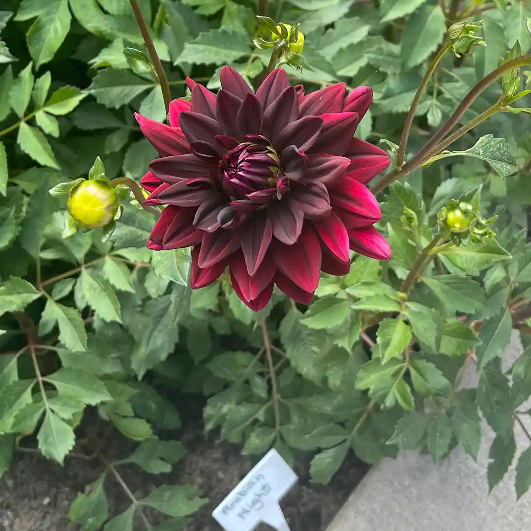 Arabian Night Dahlia