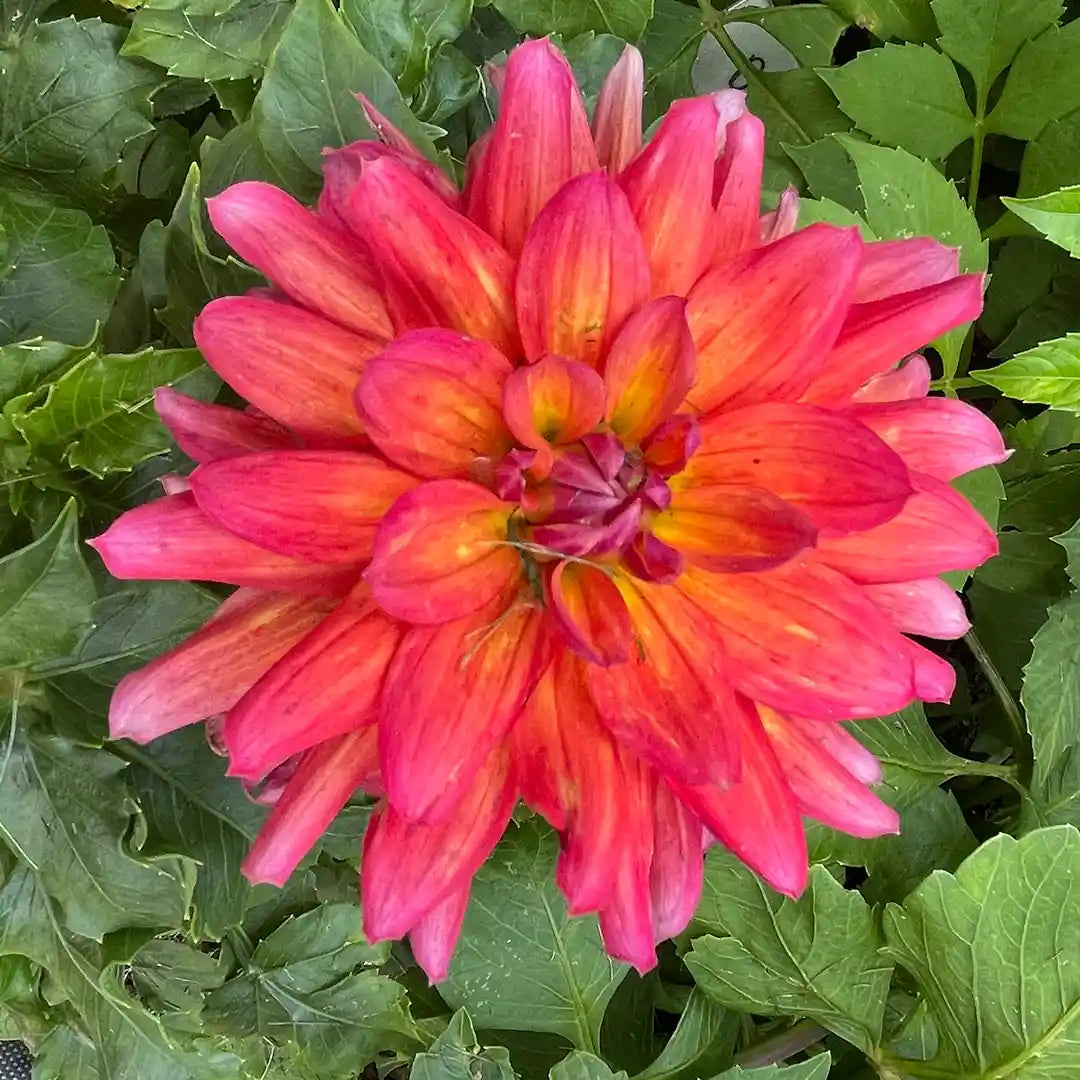 Fire Pot Dahlia