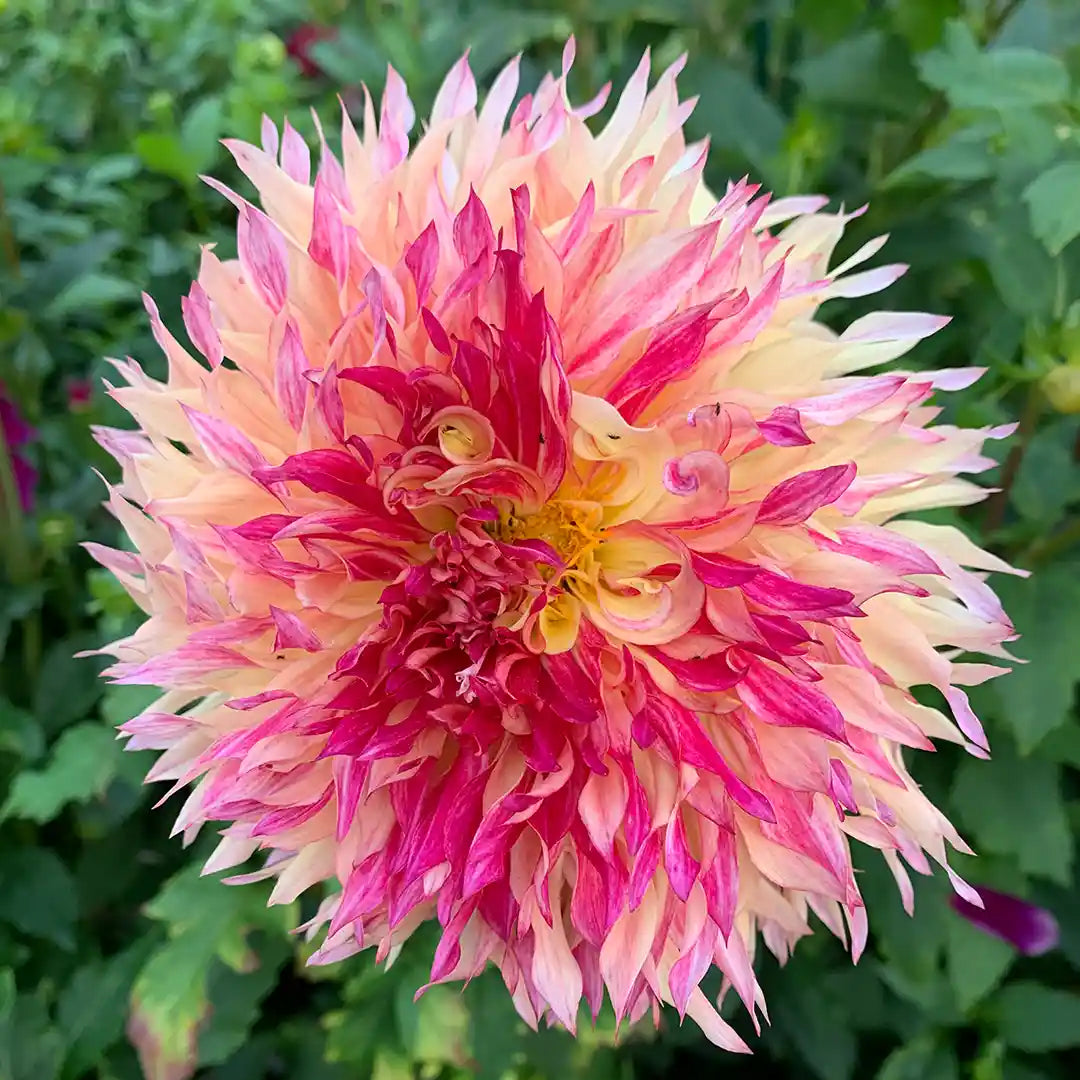 myrtle's folly dahlia seeds Myrtle's Folly Dahlia