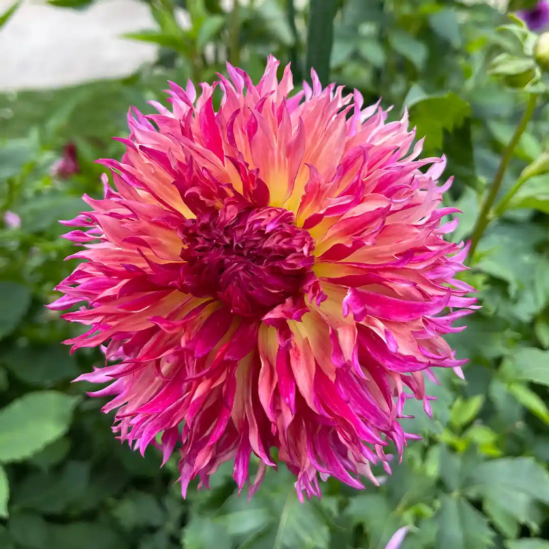 Myrtle's Folly Dahlia