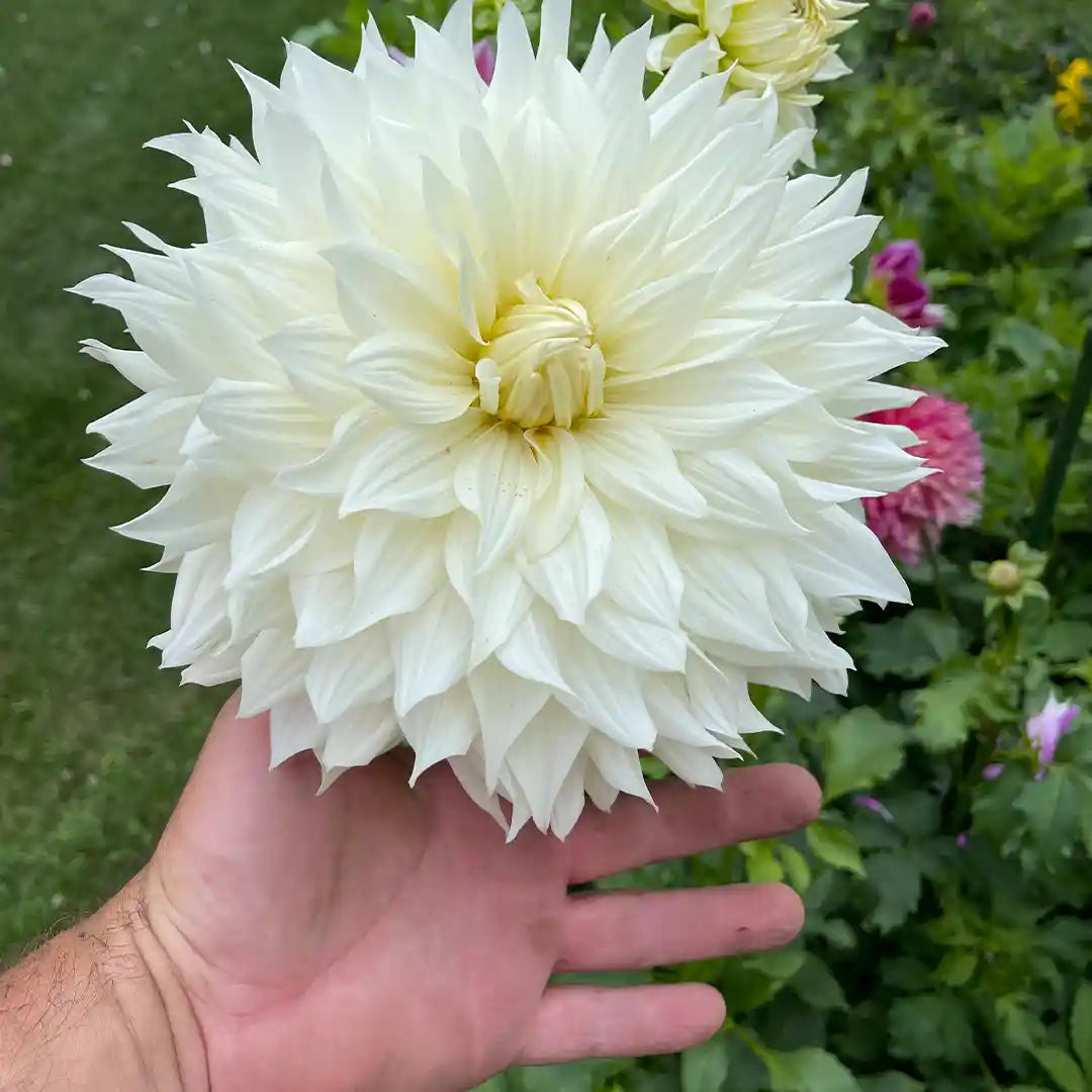 Snow Bound Dahlia