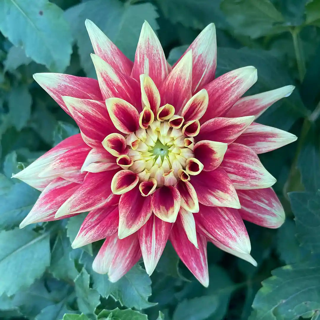 Swan's Sunset Dahlia