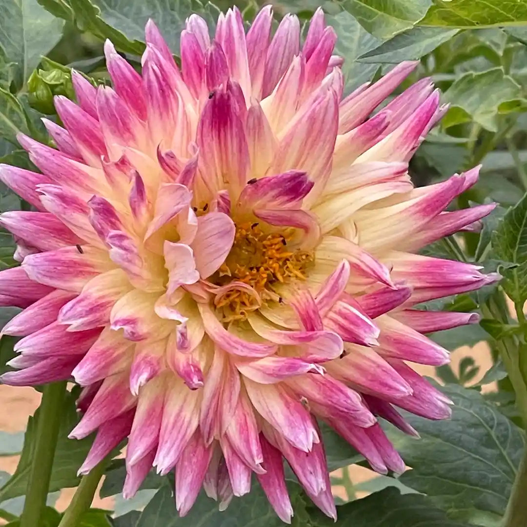 Tahiti Sunrise Dahlia