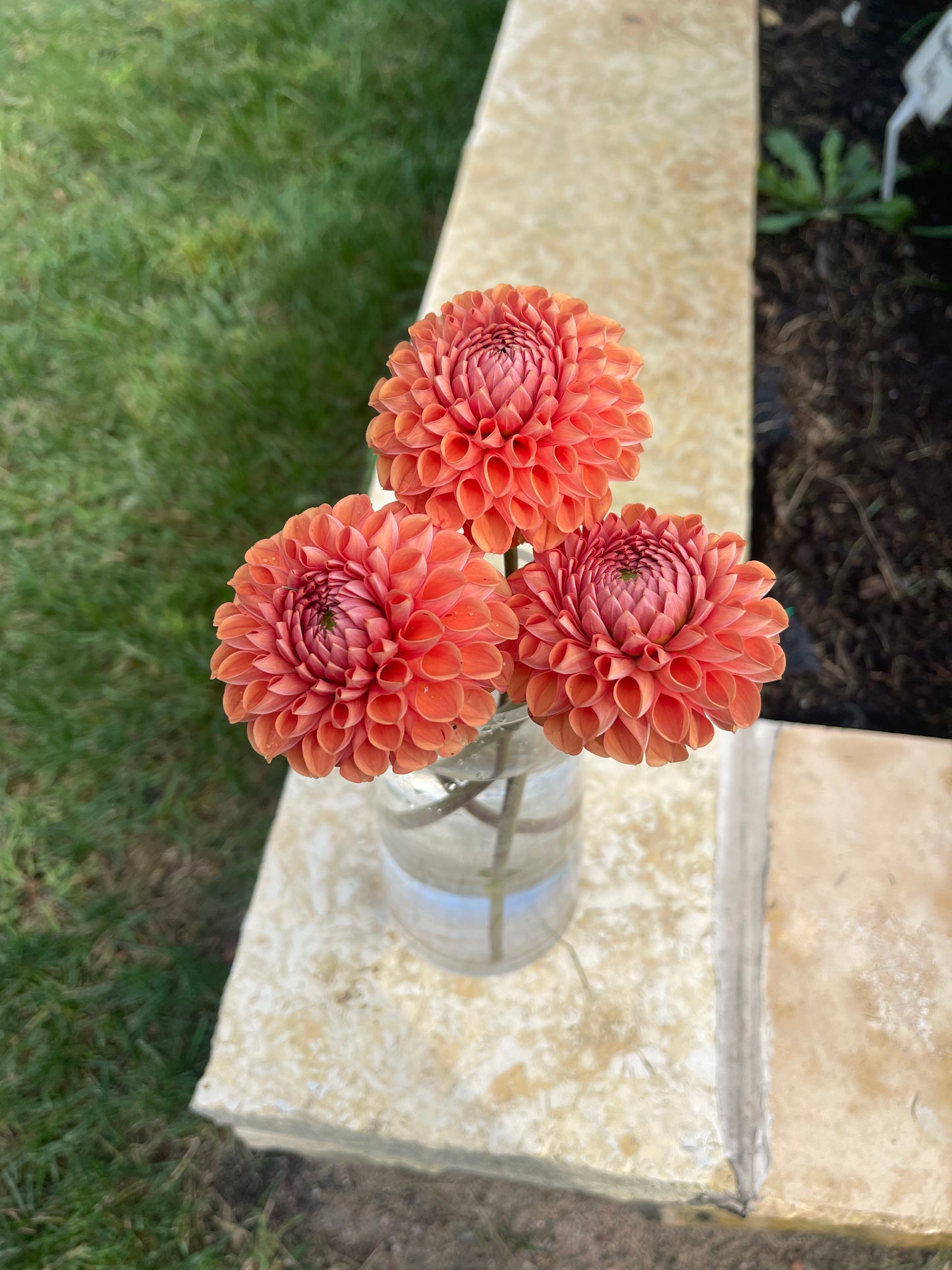 Cornel Bronze Dahlia