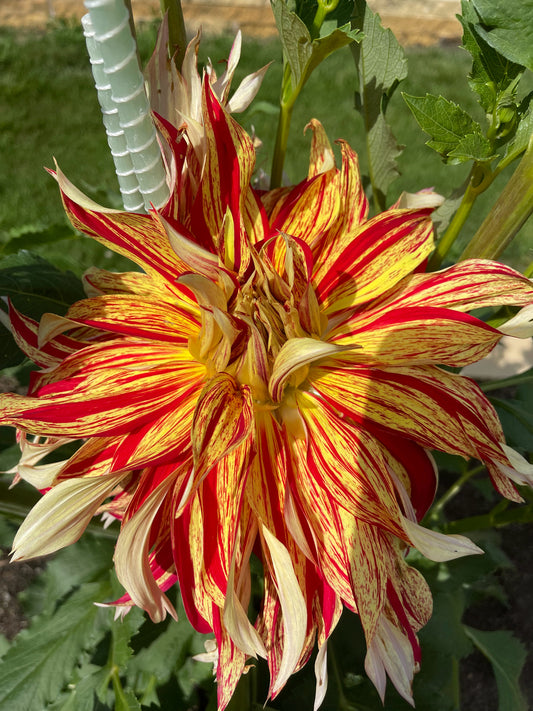 Grandpa's Gift Dahlia