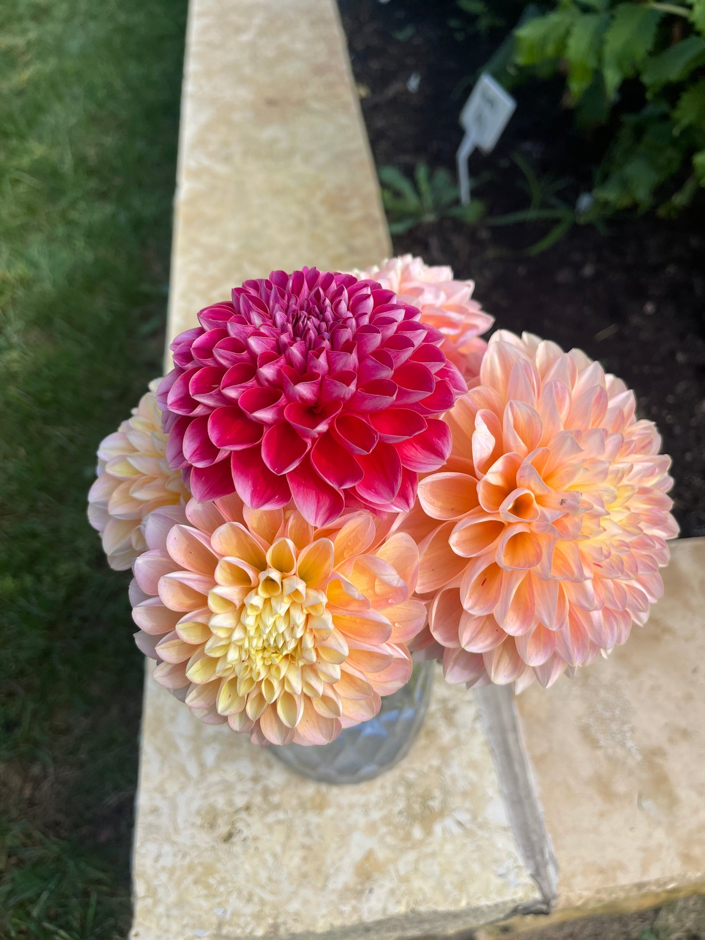 Honey Dew Dahlia