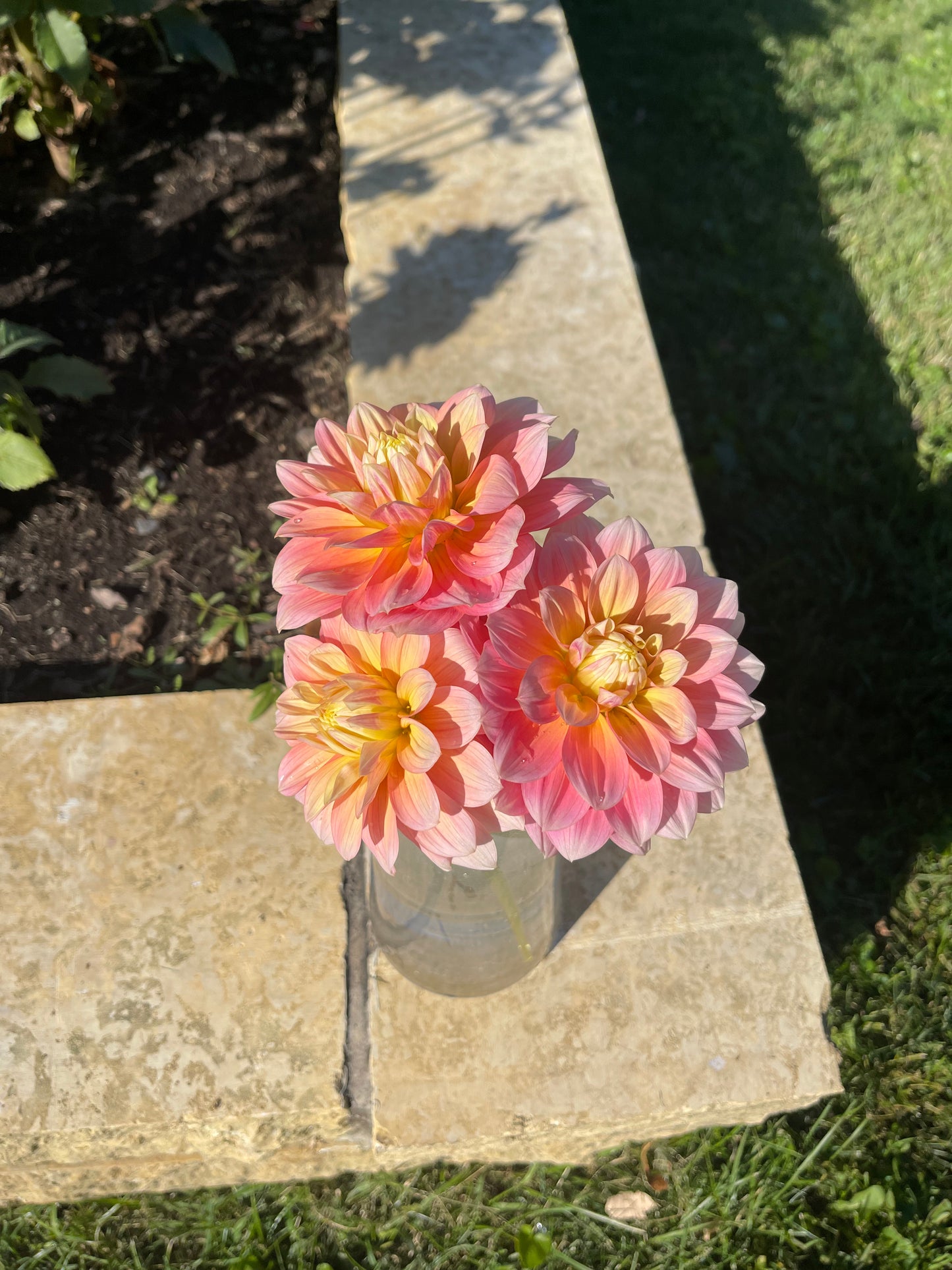 Peaches and Dreams Dahlia