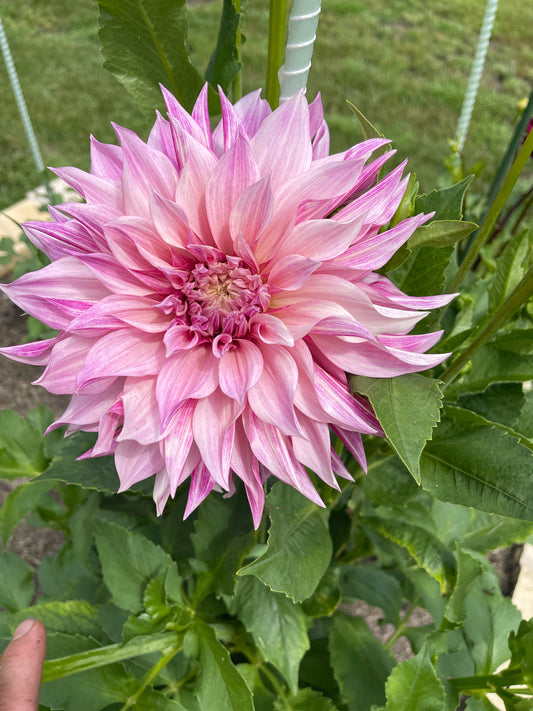 Cafe Au Lait Dahlia