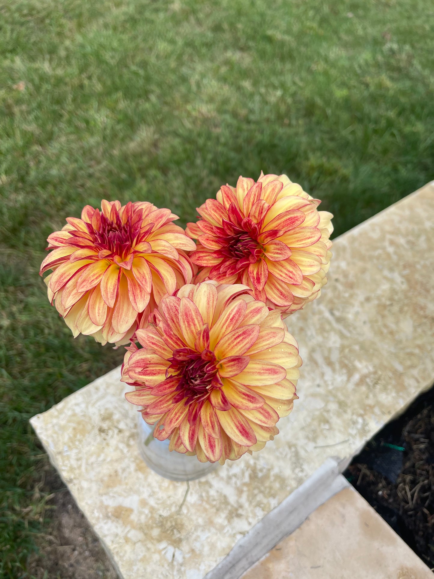 Irish Pinwheel Dahlia