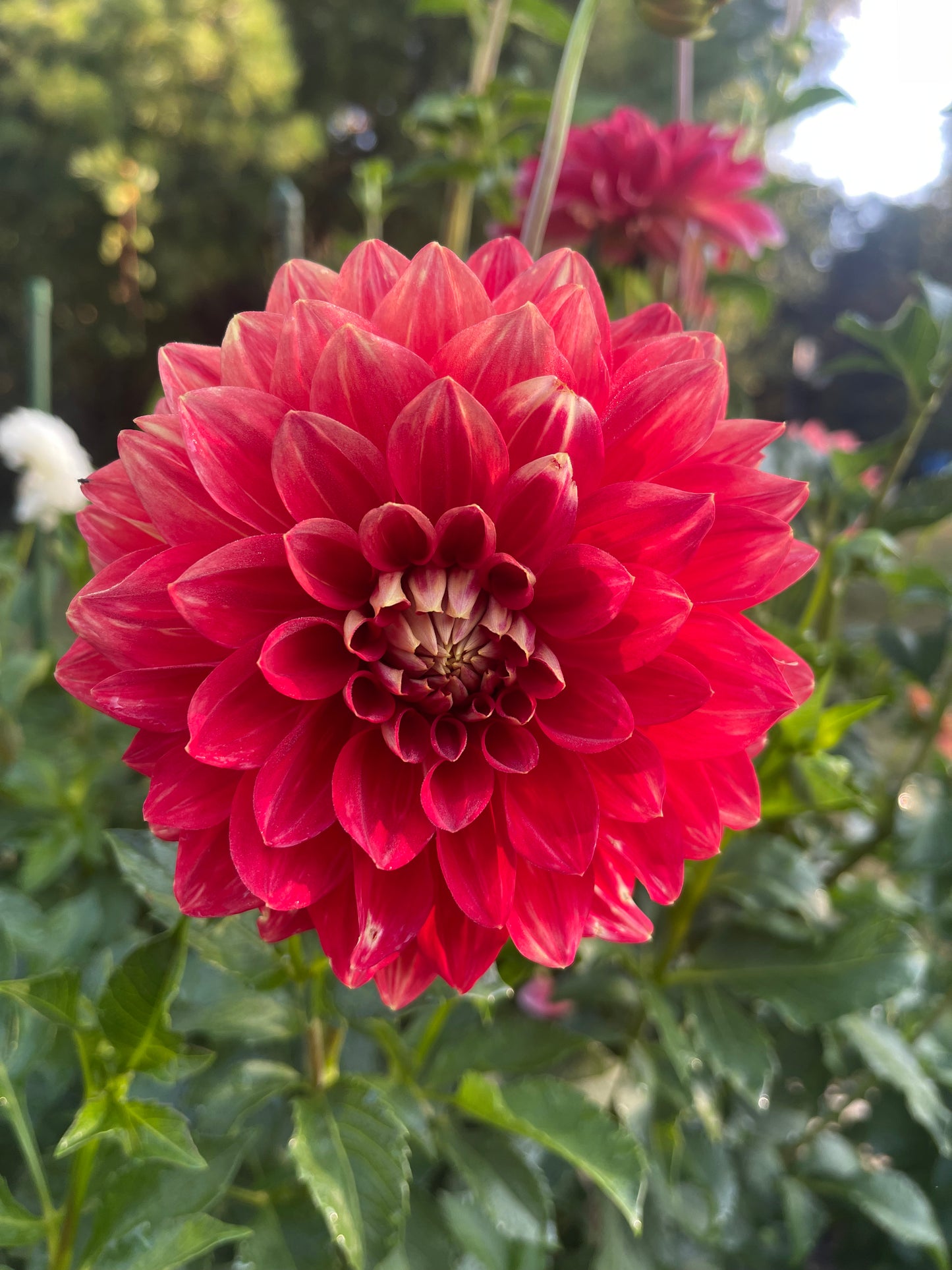 Caliente Dahlia