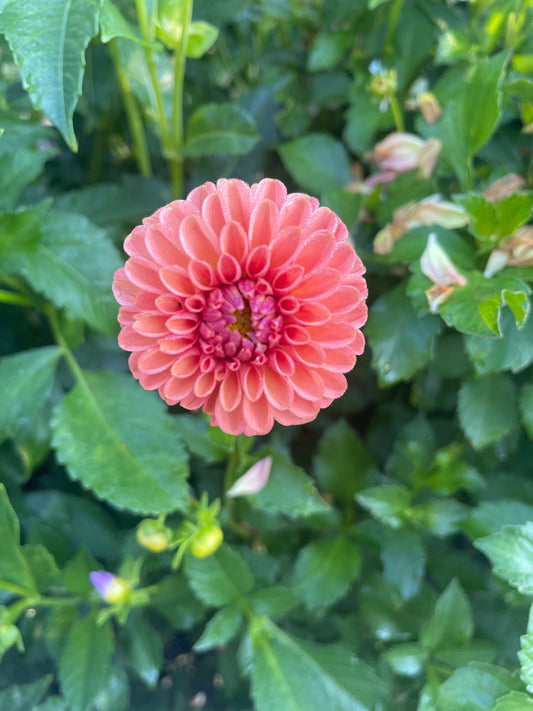 Gingeroo Dahlia