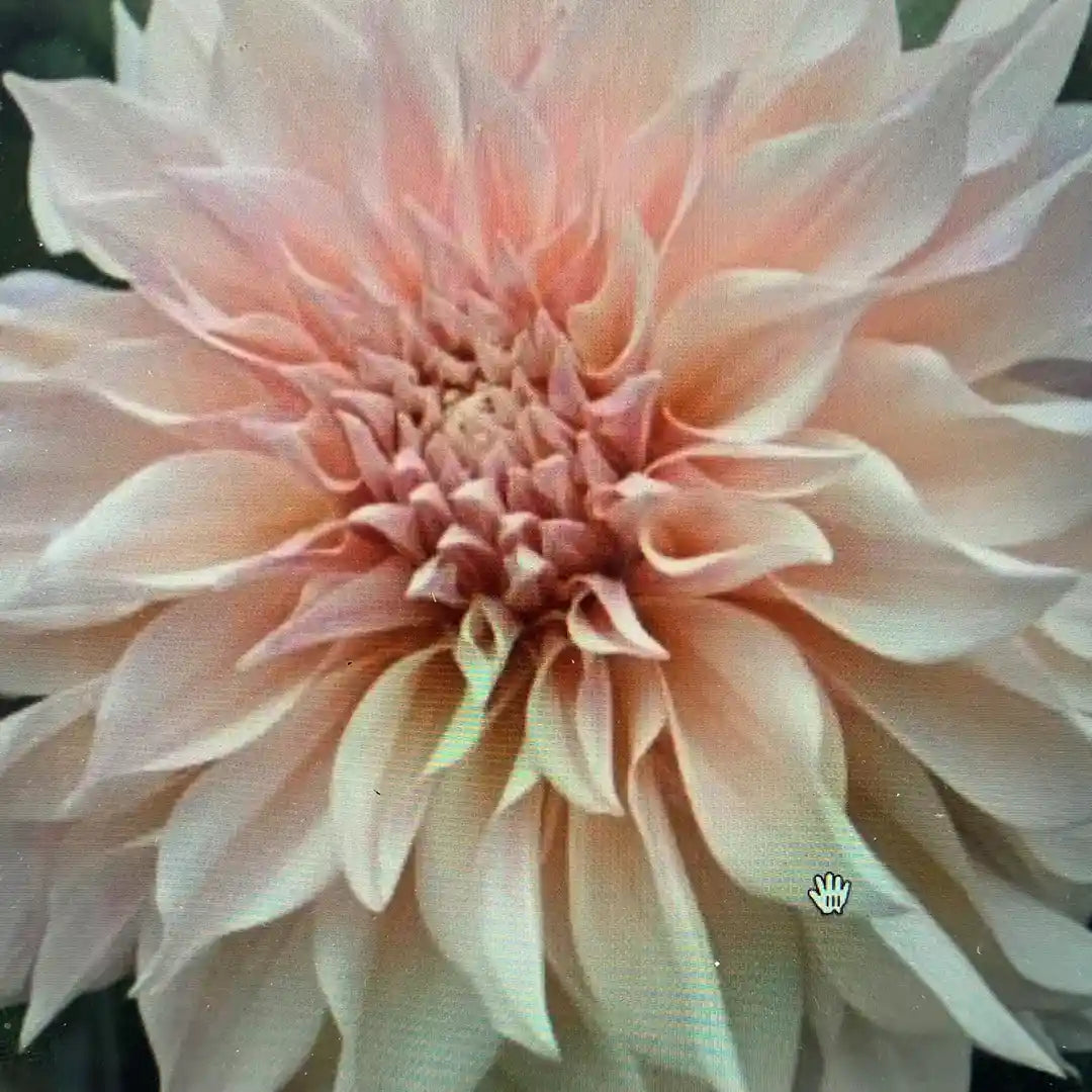 Cafe Au Lait Dahlia