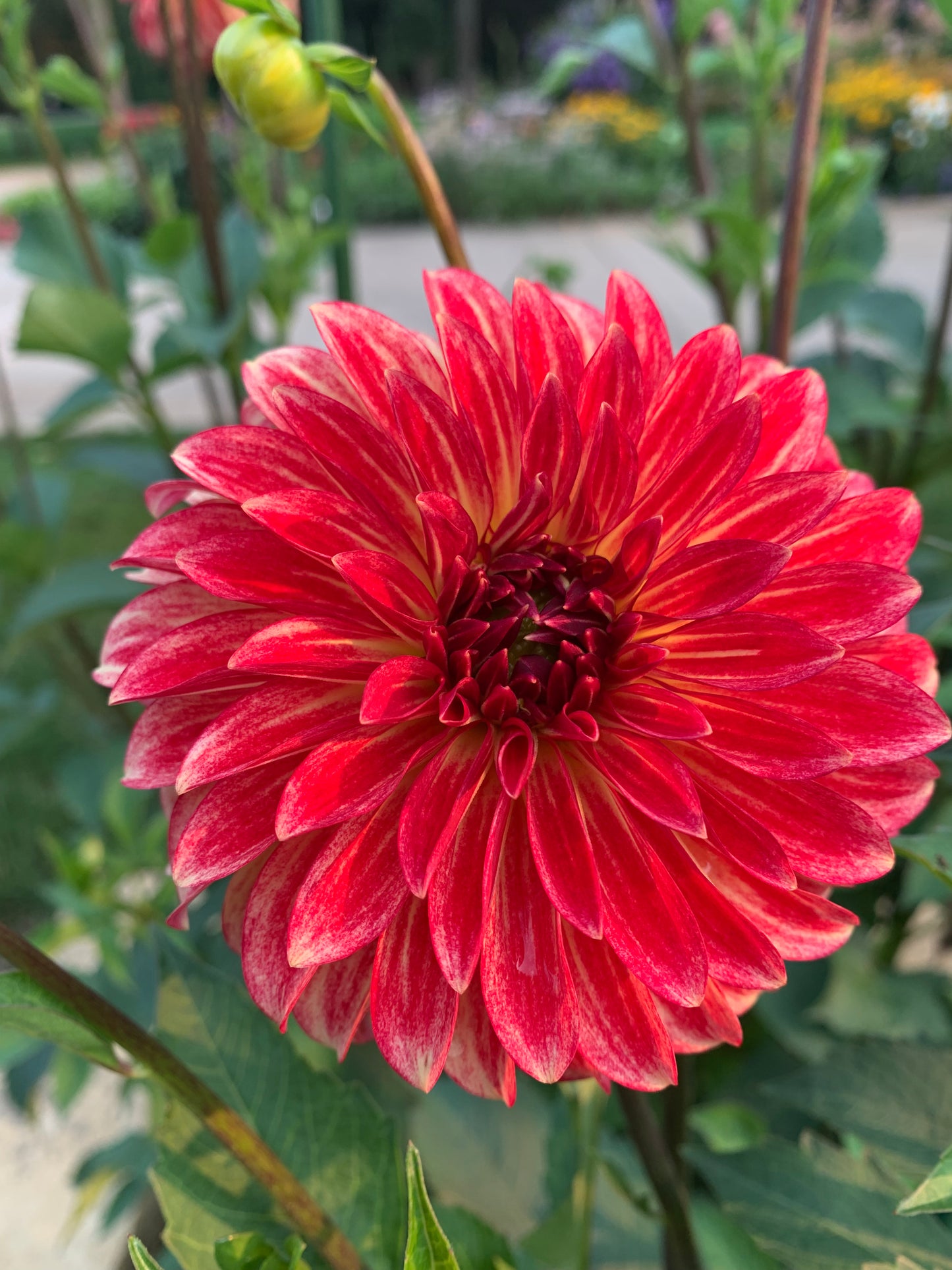 Caliente Dahlia