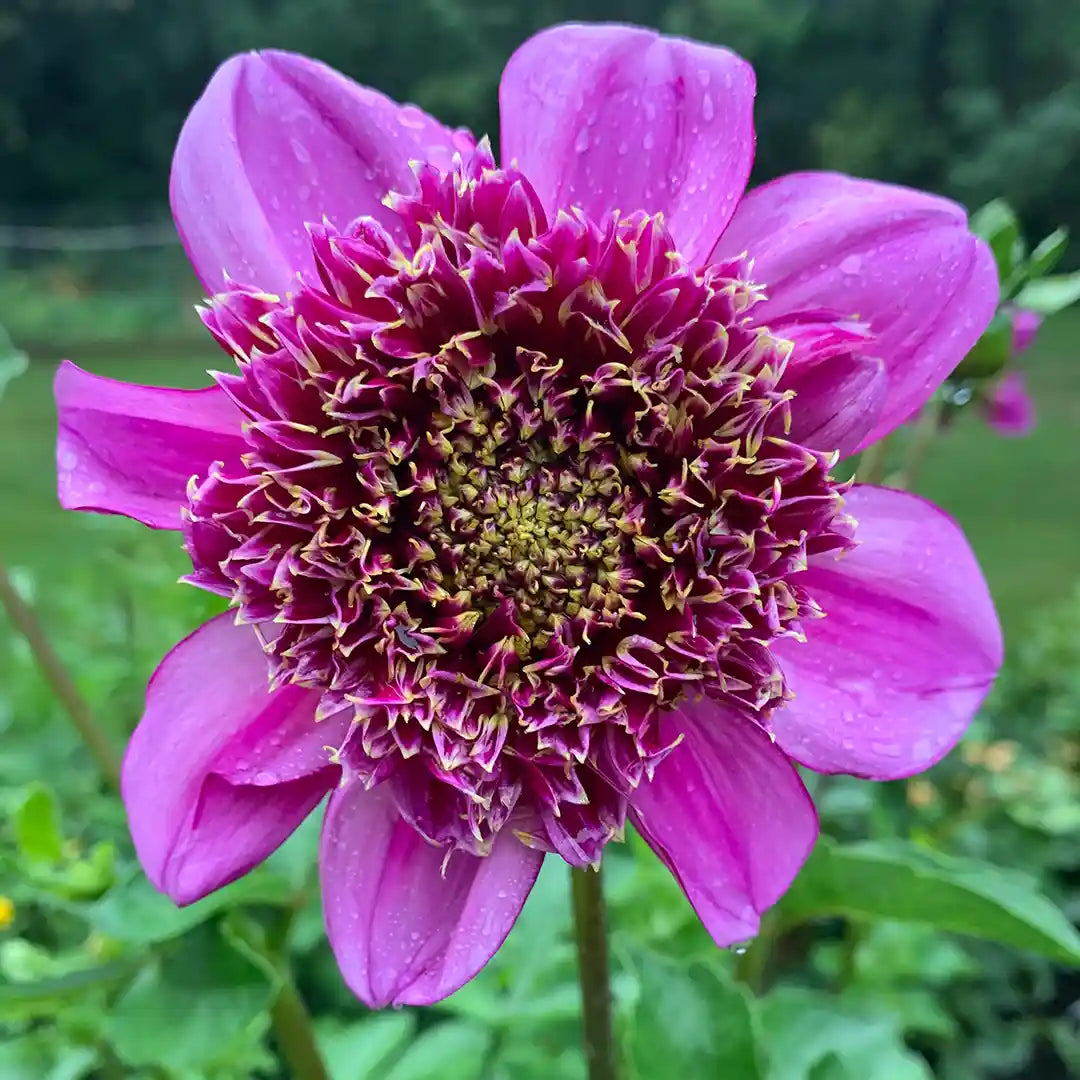 Dad's Favorite Dahlia