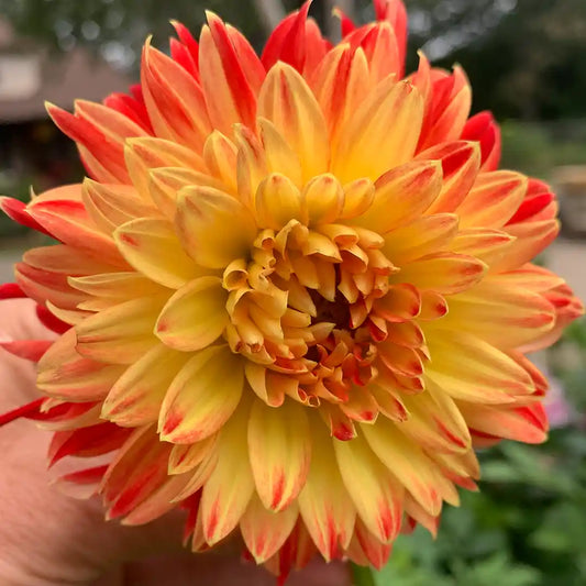 Decorative Yellow/Orange Dahlia