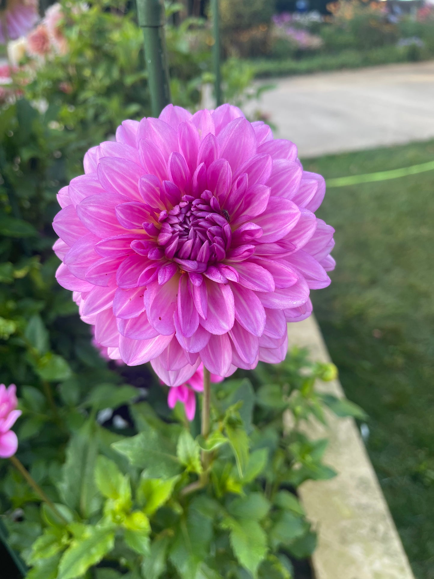 Jersey Beauty Dahlia