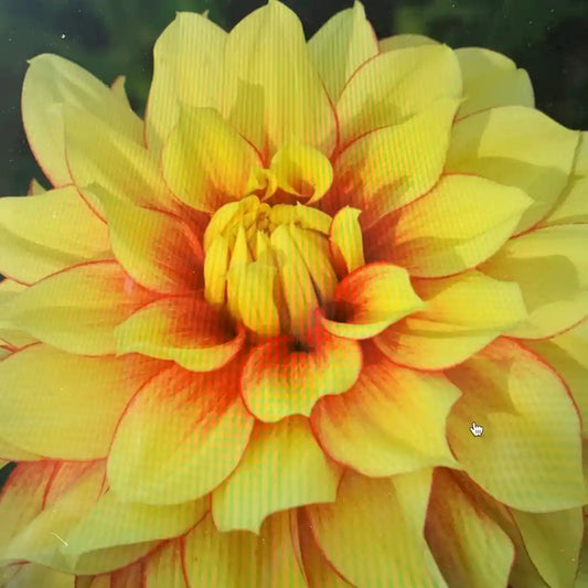 Fire Fighter Dahlia