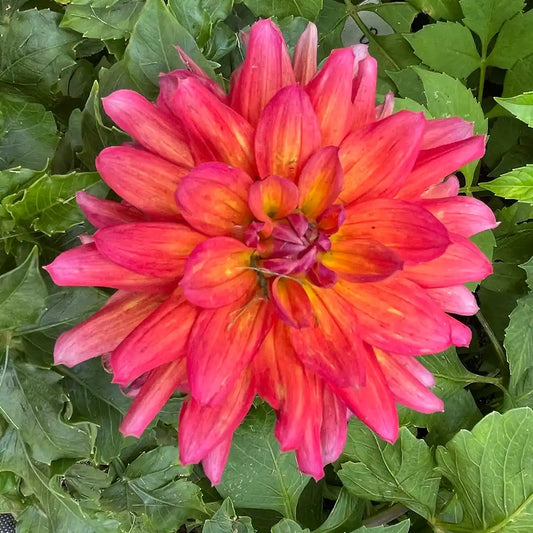 Fire Pot Dahlia