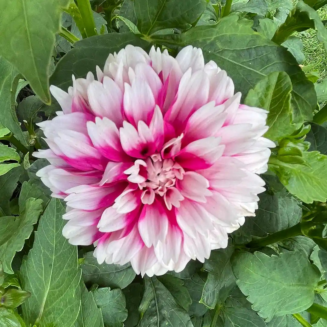 Fuzzy Wuzzy Dahlia – Divine Dahlias