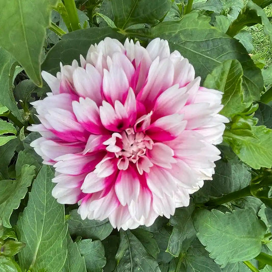 Fuzzy Wuzzy Dahlia