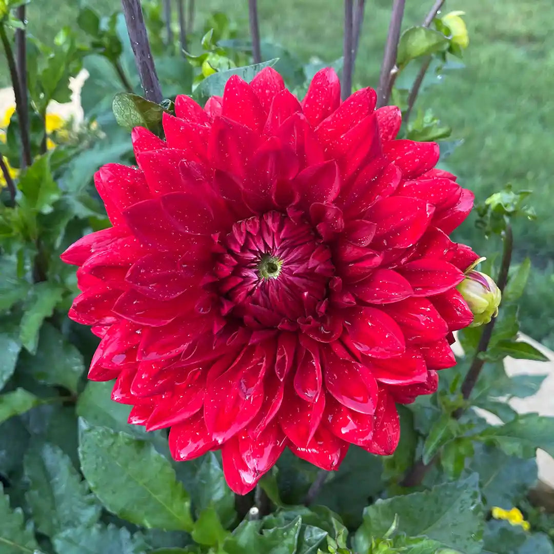 Garden Wonder Dahlia