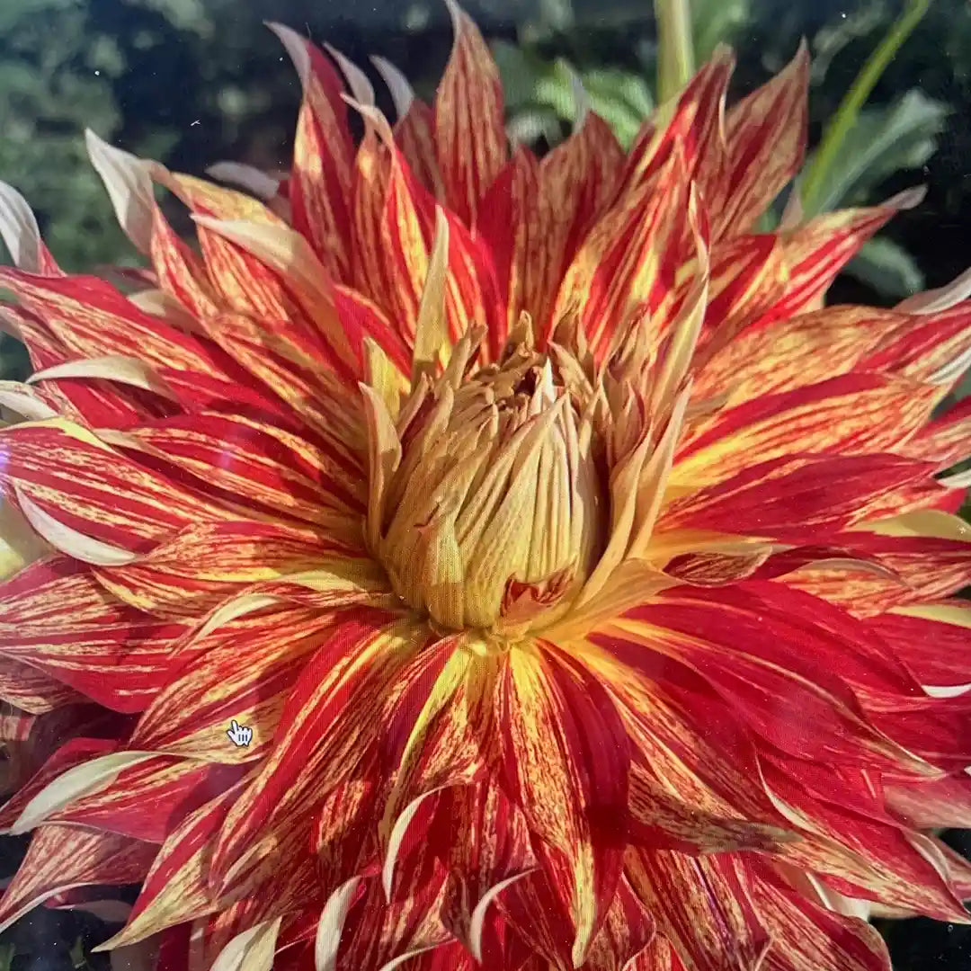 Grandpa's Gift Dahlia