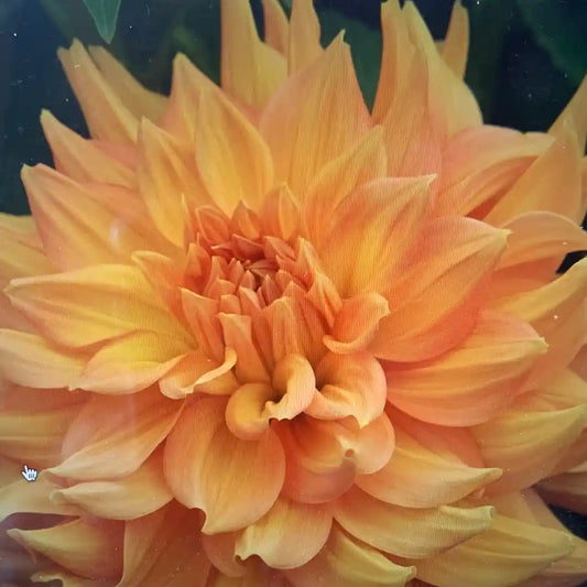 Honey Moon Dahlia