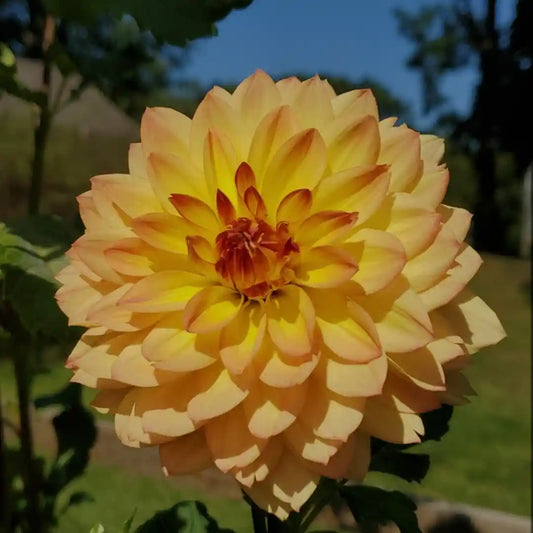 Linna Dahlia