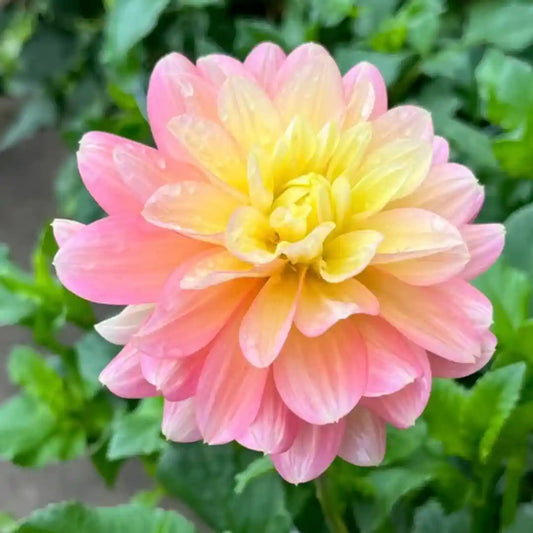 Peaches and Dreams Dahlia