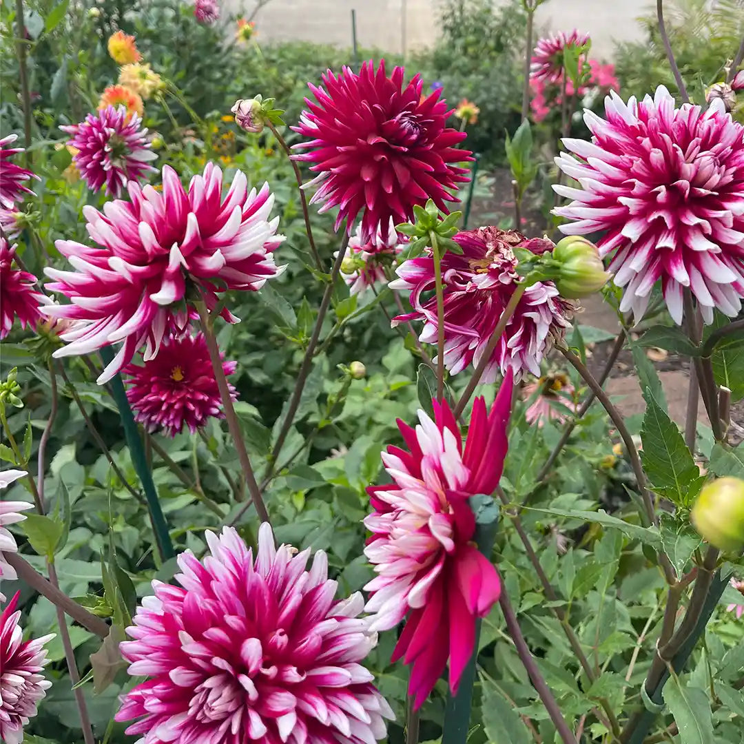 Rebecca's World Dahlia