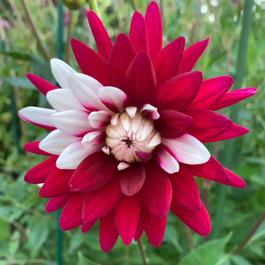 Rebecca's World Dahlia