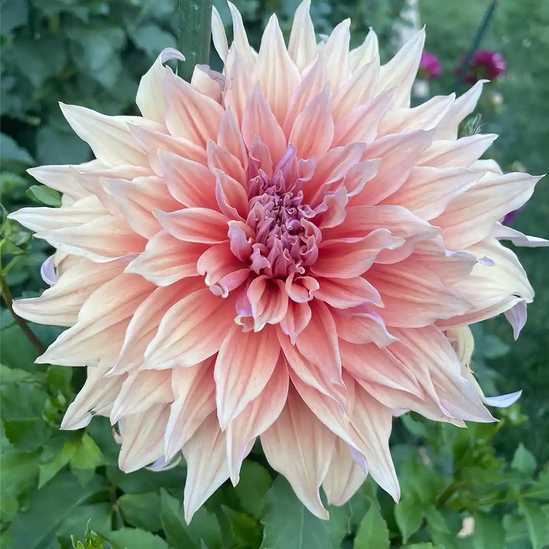 Sherwood's Peach Dahlia