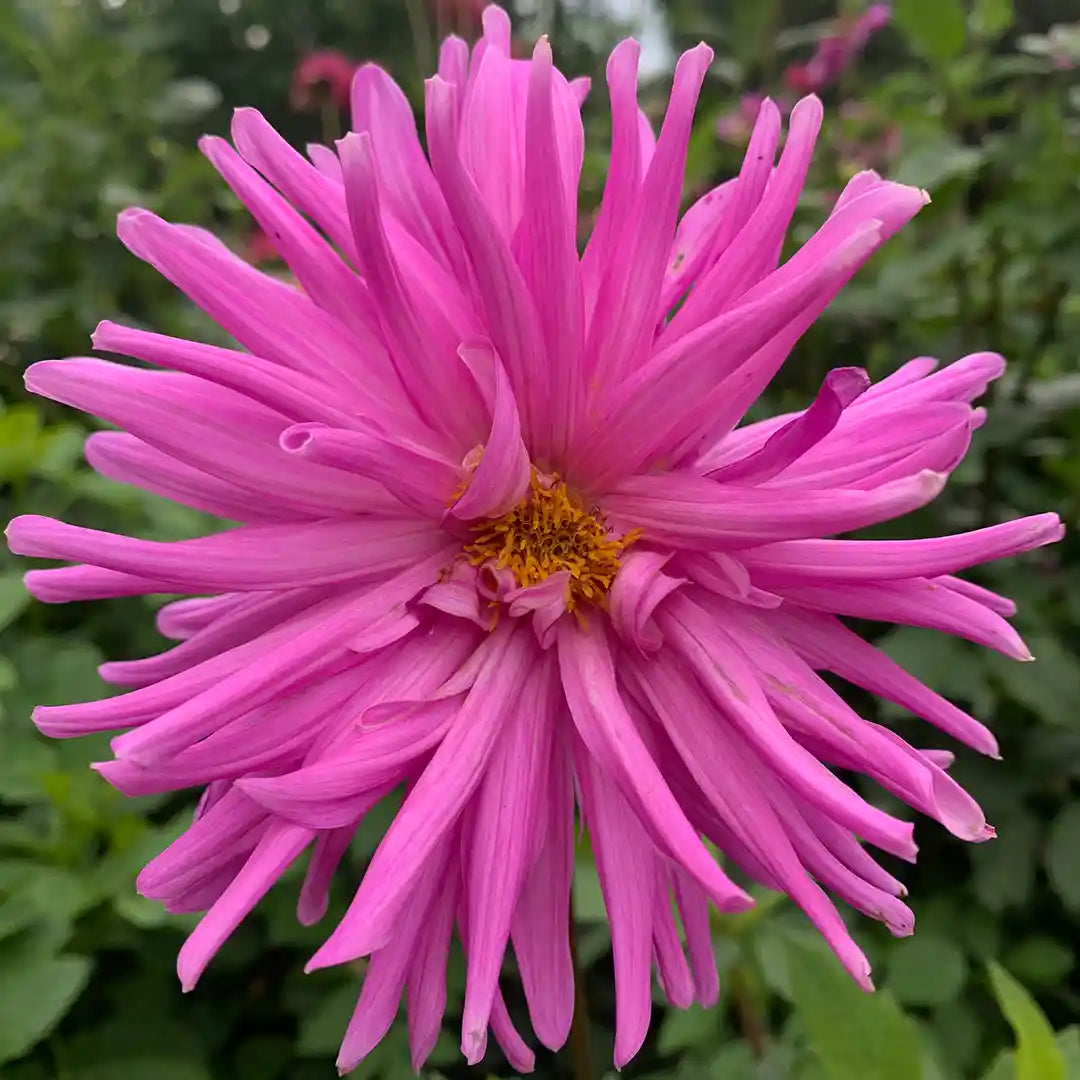 Smootches Dahlia