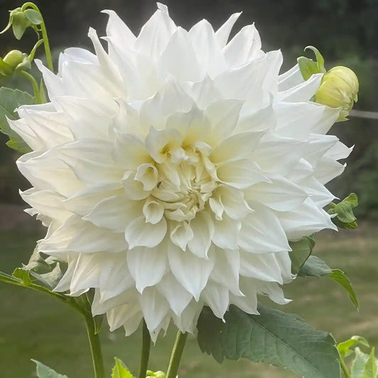 Snow Bound Dahlia