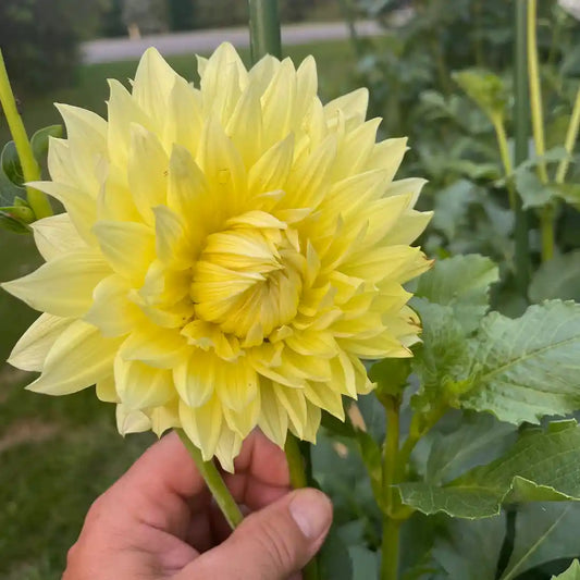 Sunny Dahlia