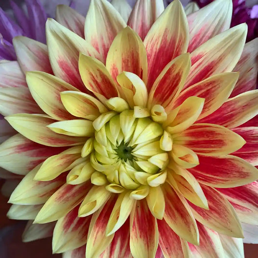 Swan's Sunset Dahlia