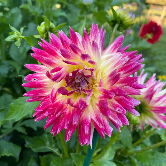 Tahiti Sunrise Dahlia